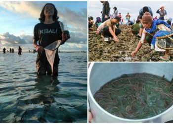 Mengenal Sejarah Festival Bau Nyale Sebagai Budaya Lombok
