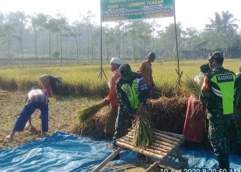 Kodim 1620 Loteng Panen Padi Inpari Di Desa Gemel