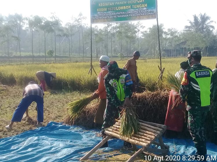 Kodim 1620 Loteng Panen Padi Inpari Di Desa Gemel