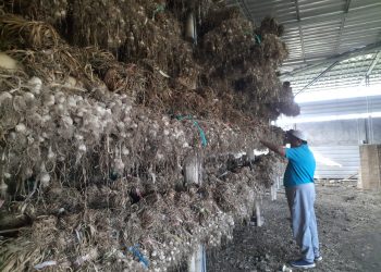 Anggota Dewan Provinsi NTB Beli Ratusan Ton Bawang Putih Sembalun