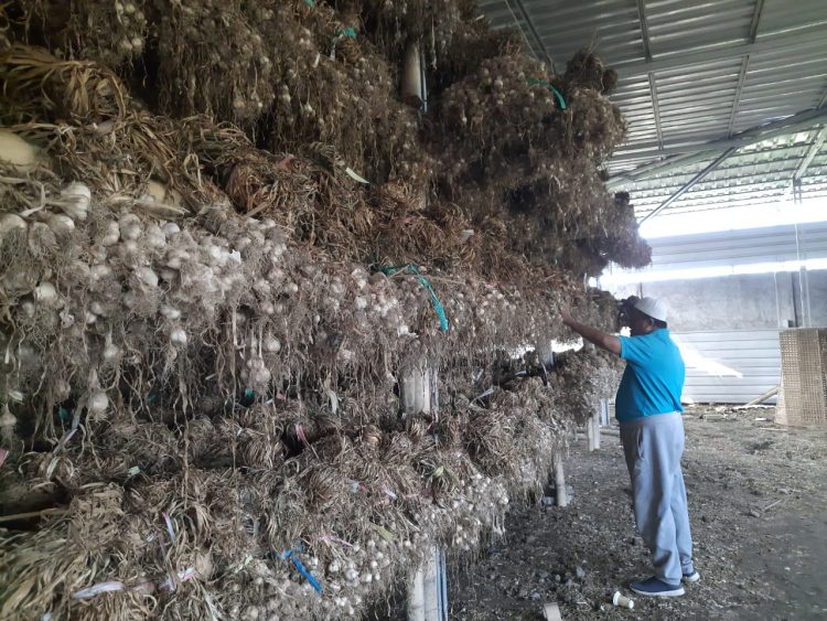 Anggota Dewan Provinsi NTB Beli Ratusan Ton Bawang Putih Sembalun