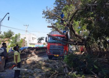 Mobil Box Angkut Biskuit Tertimpa Pohon