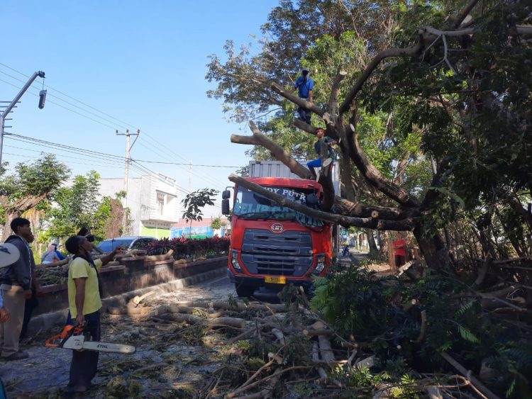 Mobil Box Angkut Biskuit Tertimpa Pohon