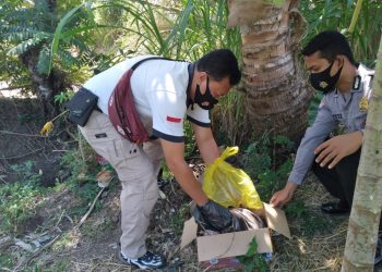 Geger, Buang Bayinya Ditemukan Membusuk Tertindih Batu, Ibu Korban Ditangkap Polisi