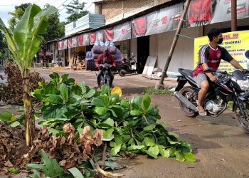 Jalan Penghubung Antar Desa Di Kecamatan Jonggat Tak Kunjung Diperbaiki, Warga Tanami Pohon Pisang