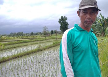 Petani di Loteng Keluhkan Langkanya Pupuk dan Benih Padi Yang Jelek