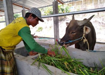 Masyarakat Merasa Di Bohongi, Soal Penyaluran Seribu Sapi Tidak Sesuai Janji