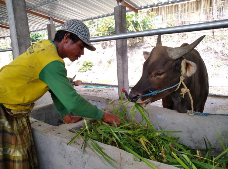 Masyarakat Merasa Di Bohongi, Soal Penyaluran Seribu Sapi Tidak Sesuai Janji