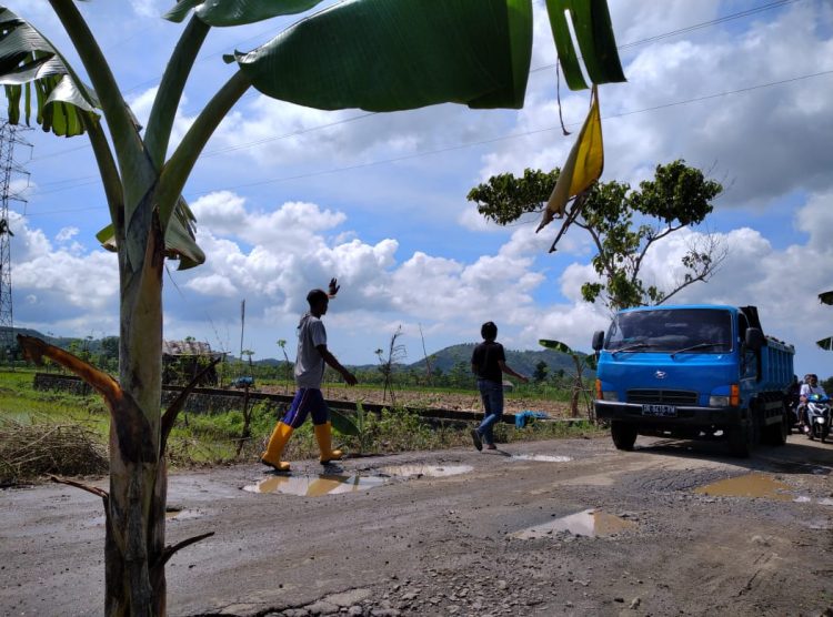 Warga Di Lombok Tengah Tanam Pohon Pisang Dijalan Rusak