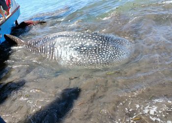 Ikan Hiu Sepanjang 6 Meter Ditangkap Nelayan Di Lotim
