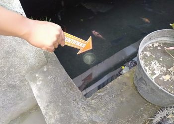 Bocah Umur Dua Tahun Ditemukan Meninggal Terapung Dalam Kolam Ikan‎