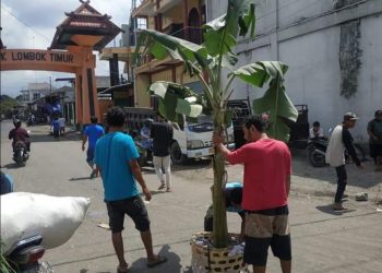 Sopir Dum Truk Berang Tanam Pohon Pisang di Jalan Masuk Menuju BLK International Lotim ‎