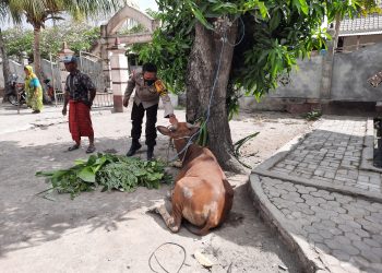 Sapi Pokir DPRD Lotim Kabur