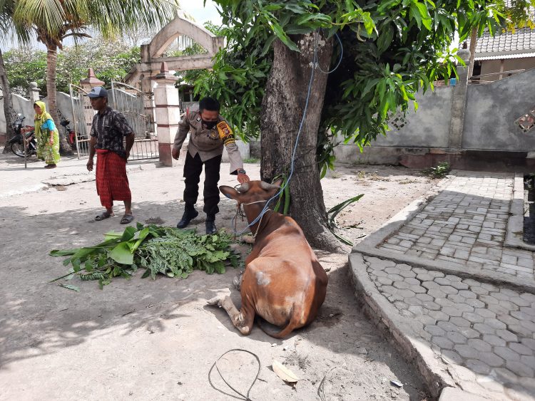 Sapi Pokir DPRD Lotim Kabur