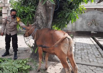 Habis Kabur Lintas Kecamatan,Tiga Sapi Pokir DPRD Lotim Kembali ke Kandang 