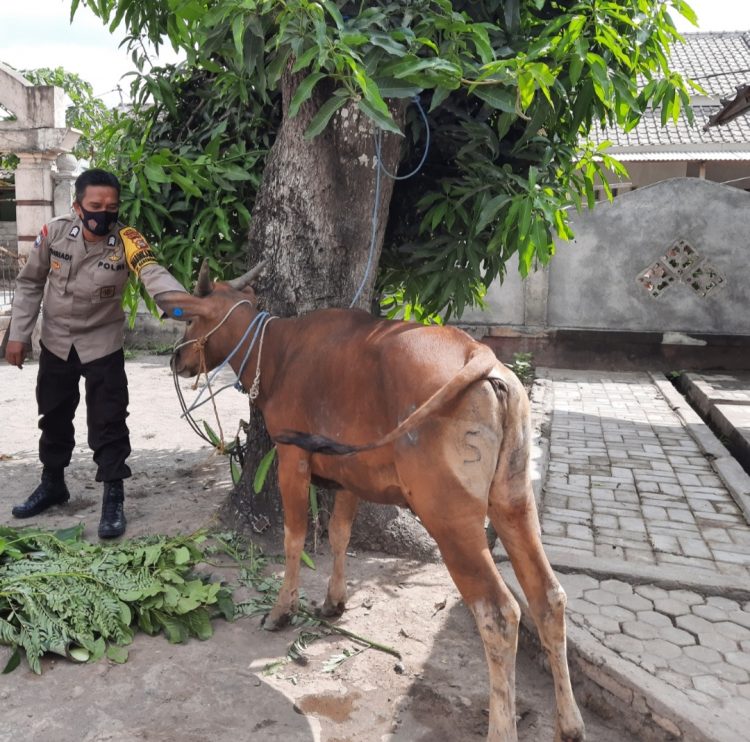 Habis Kabur Lintas Kecamatan,Tiga Sapi Pokir DPRD Lotim Kembali ke Kandang