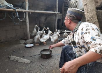 Desa Denggen Timur Cetuskan Program Kampung Bebek