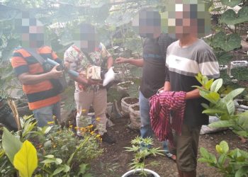 Pelaku Asal Loteng Tanam Barang Haram Dirumahnya Ditangkap Polisi