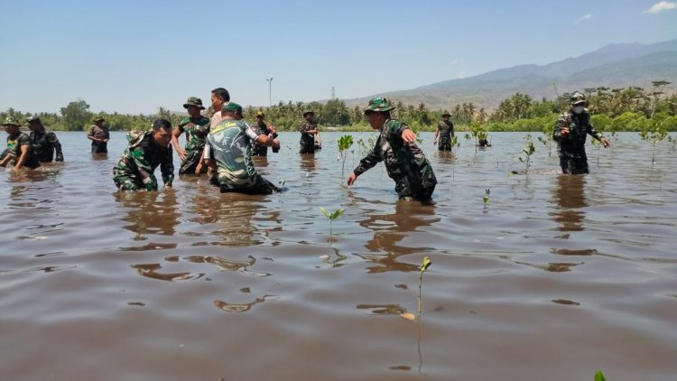 Sambut HUT TNI ke 78, Ribuan Mangrove di Tanam oleh Kodim 1615/Lotim