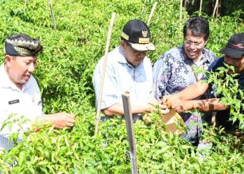 Pj Gubenur NTB dan Pj Sekda Lotim Kompak Panen Raya Cabai