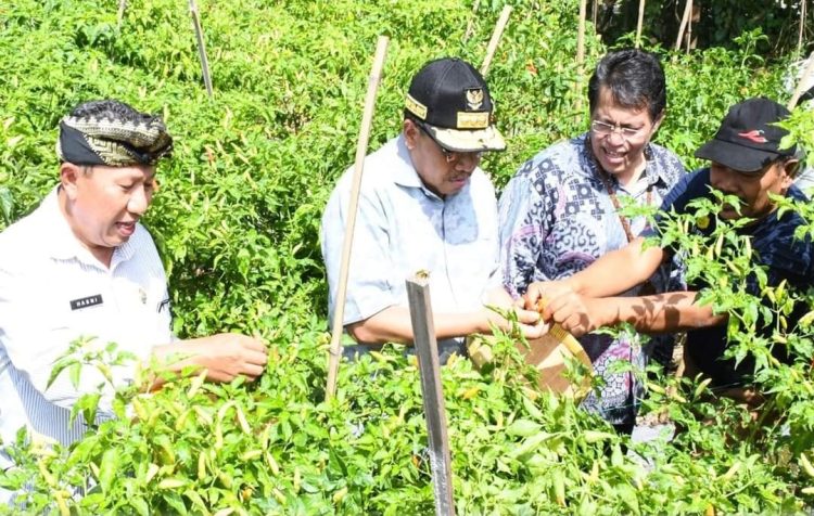 Penjabat Gubenur NTB, HL.Gita Ariadi bersama Pj Sekda Lotim, H, Ha sini, saat hadiri panen raya di Kecamatan Suralaga Lombok Timur. (foto/istimewa)
