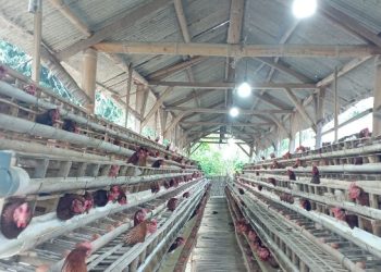 Pakan Mahal, Peternak Ayam Petelur di Lotim Minta Pemerintah Turun Gunung