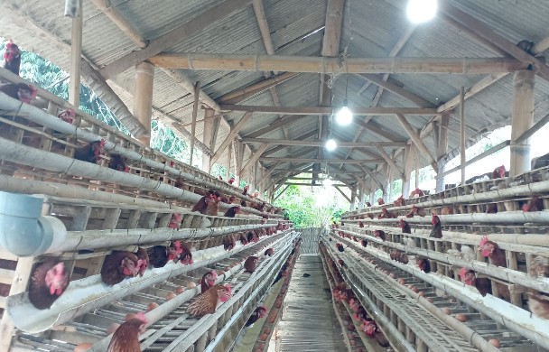 foto Kandang salah satu peternak ayam petelur di Lombok Timur. (foto/dok)