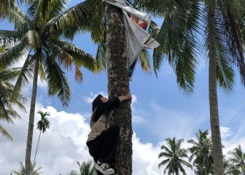 Viral, Petugas PTPS di Lotim Manjat Pohon Kelapa Tertibkan APK