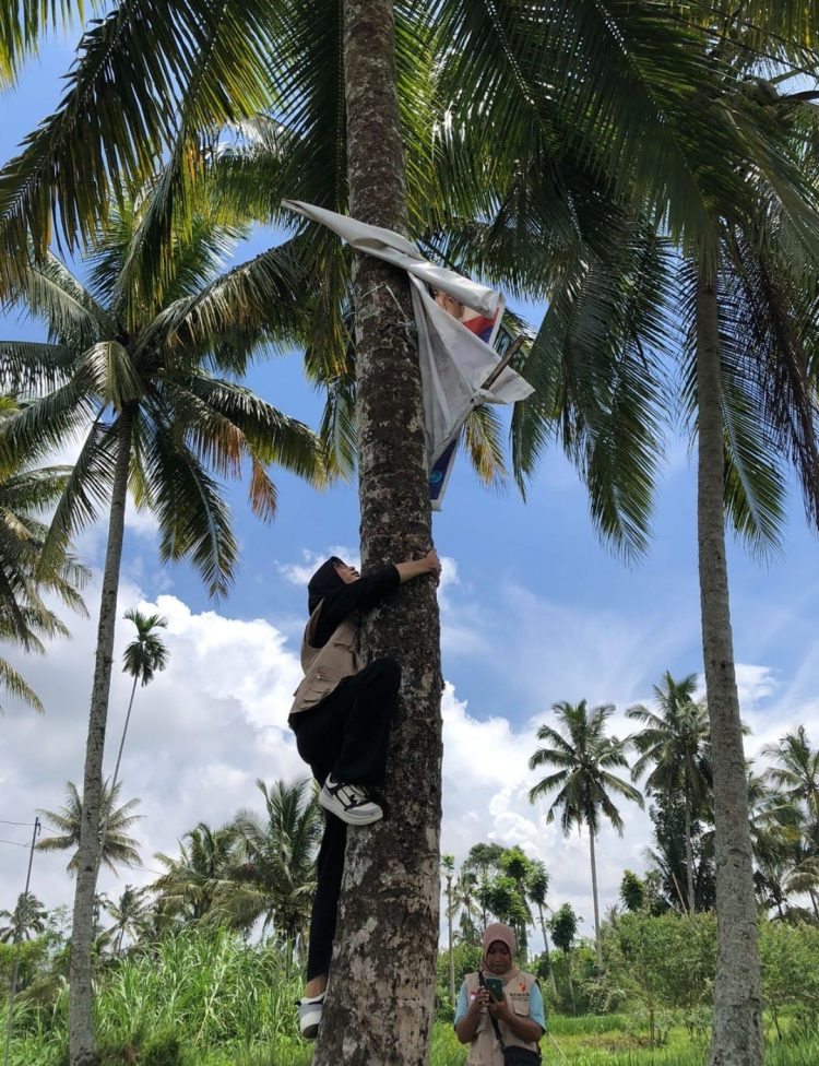 Viral, Petugas PTPS di Lotim Manjat Pohon Kelapa Tertibkan APK