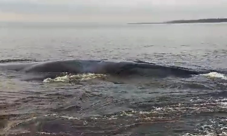 Ikan Paus Raksasa Terdampar di Kawasan Pantai Mbang-mbangan Pringgabaya Utara