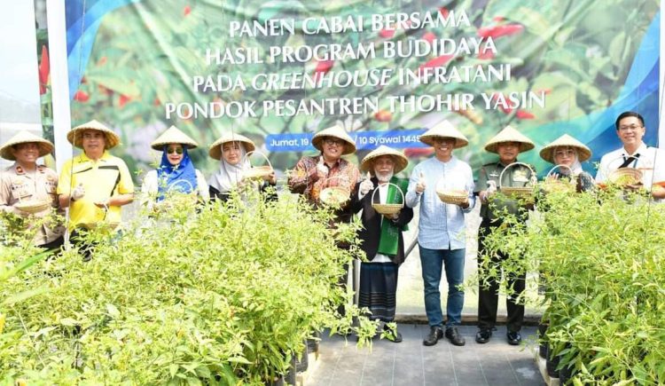 Pj Bupati Lotim Hadiri Panen Raya Cabai di Ponpes Tohir Yasin