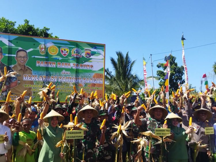 Pangdam IX Udayana Panen Jagung di Lotim