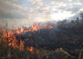 Puluhan Hektar Hutan Produksi Milik PT Sadhana Arifnusa di Lotim Terbakar