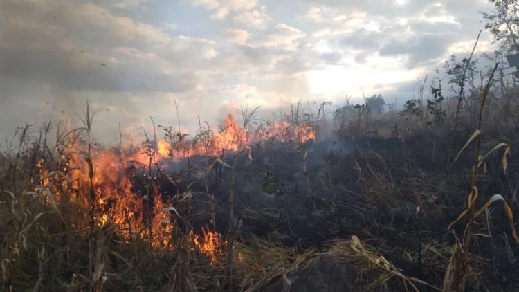 Puluhan Hektar Hutan Produksi Milik PT Sadhana Arifnusa di Lotim Terbakar