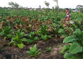 Viral, Tanaman Tembakau di Lotim  Dirusak Orang Tak Dikenal