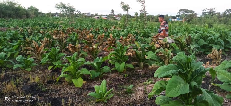 Viral, Tanaman Tembakau di Lotim  Dirusak Orang Tak Dikenal