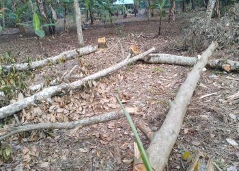 Marak Penebangan Kayu Kawasan Hutan di Lotim