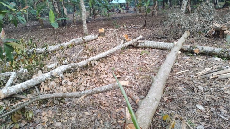 Marak Penebangan Kayu Kawasan Hutan di Lotim
