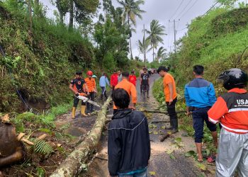 Bencana Longsor dan Pohan Tumbang  Kembali Terjadi di Lotim