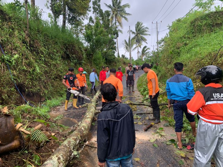 Bencana Longsor dan Pohan Tumbang  Kembali Terjadi di Lotim