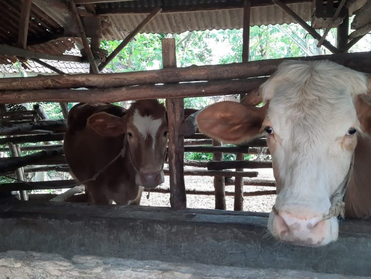 Lotim Suplai Penuhi Kebutuhan Hewan Qurban di Pulau Lombok