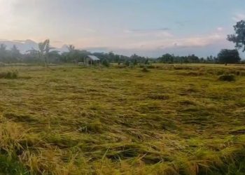 Petani di Lotim Lebih Senang Jual Hasil Penen ke Pengepul Ketimbang ke Bulog