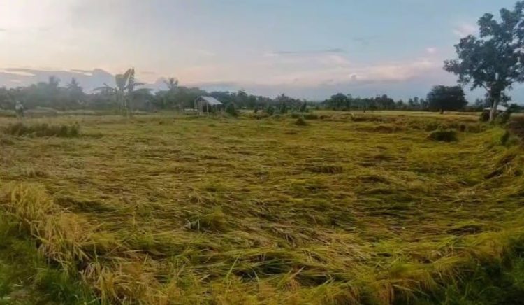 Petani di Lotim Lebih Senang Jual Hasil Penen ke Pengepul Ketimbang ke Bulog