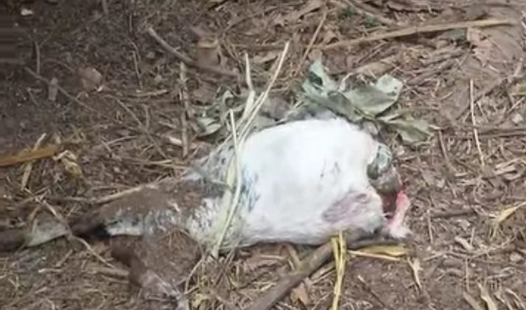 Belasan Kambing Warga Mati Misterius Penuh Luka