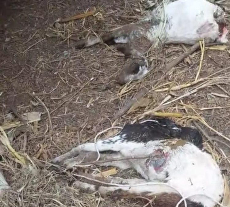 Soal Kambing Mati, Dinas Peternakan dan Kesehatan Hewan Lotim Belum Terima Laporan