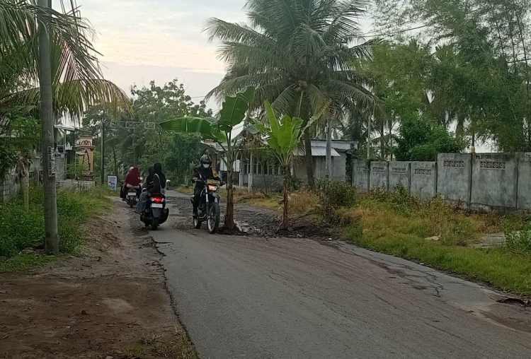 Jalan Kabupaten di Lotim Rusak Ditanami Pohon Pisang