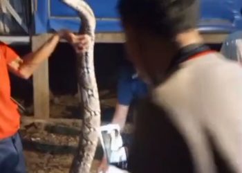 Petugas Damkar Lotim Jinakkan Ular Piton Sepanjang 4 Meter Masuk Kandang Ayam