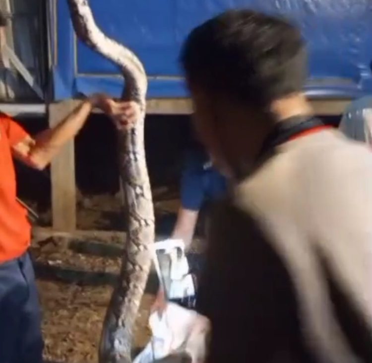 Petugas Damkar Lotim Jinakkan Ular Piton Sepanjang 4 Meter Masuk Kandang Ayam