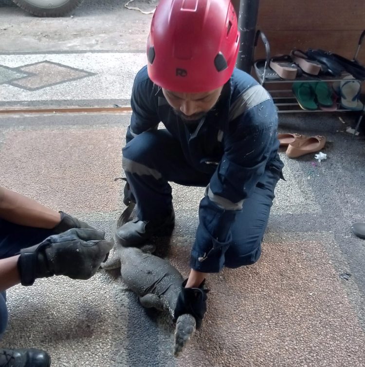 Petugas Damkar Lotim Jinakkan Ular, Biawak Hingga Tawon di Rumah Warga