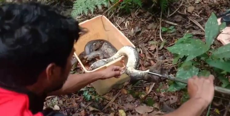 Petugas Damkarmat Lotim Lepas Tiga Ular Piton ke Hutan Sebau